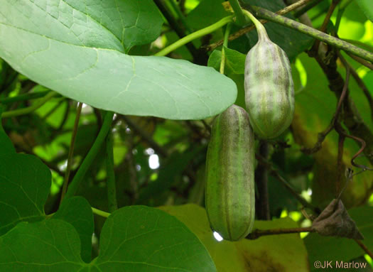 image of Isotrema macrophyllum, Dutchman's Pipe, Pipevine