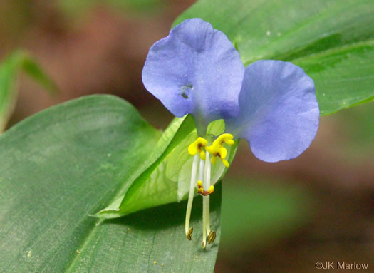 image of Commelina communis, Asiatic Dayflower, Common Dayflower