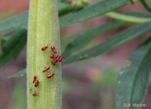 image of Asclepias tuberosa var. tuberosa, Butterfly Milkweed, Eastern Butterflyweed, Pleurisy Root, Wind Root