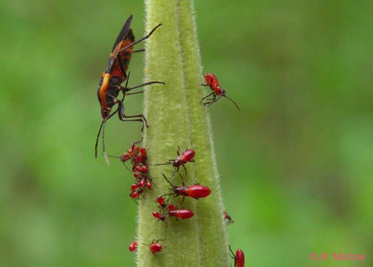 image of Asclepias tuberosa var. tuberosa, Butterfly Milkweed, Eastern Butterflyweed, Pleurisy Root, Wind Root