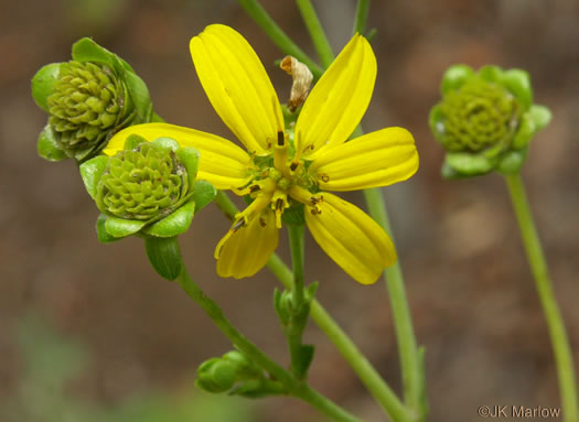 image of Silphium compositum var. compositum, Carolina Rosinweed, Compassplant, Rhubarb-leaved Rosinweed