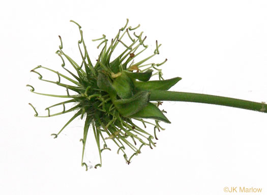 image of Geum virginianum, Pale Avens, Cream Avens