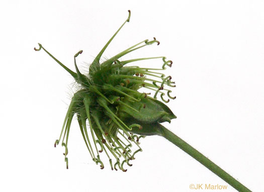 image of Geum virginianum, Pale Avens, Cream Avens