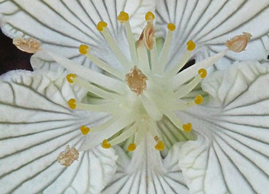 image of Parnassia asarifolia, Kidneyleaf Grass-of-Parnassus, Appalachian Grass-of-Parnassus, Brook Parnassia, Appalachian Parnassia