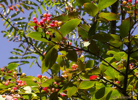 image of Viburnum cassinoides, Northern Wild Raisin, Witherod, Shonny Haw, Shawnee Haw