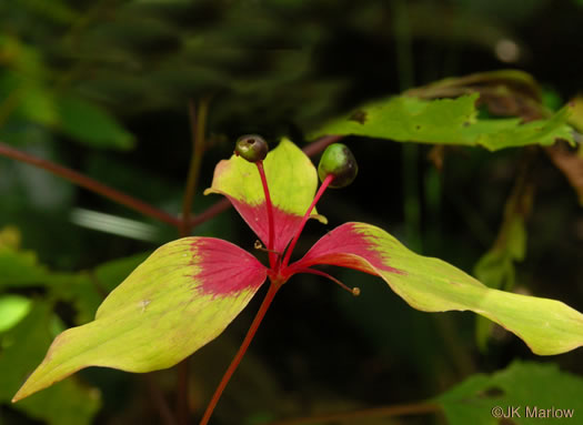 image of Medeola virginiana, Indian Cucumber-root