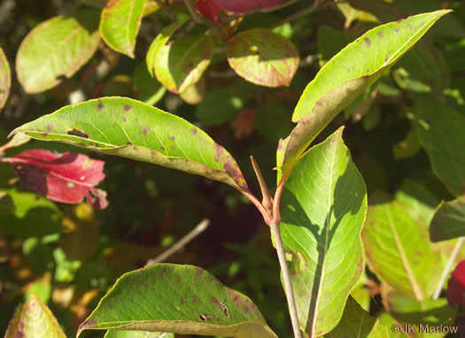 image of Viburnum cassinoides, Northern Wild Raisin, Witherod, Shonny Haw, Shawnee Haw