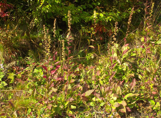 image of Solidago bicolor, Silverrod, White Goldenrod