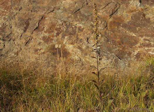 image of Solidago bicolor, Silverrod, White Goldenrod