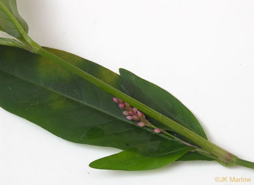 image of Persicaria longiseta, Longbristle Smartweed, Bristly Lady's-thumb, Creeping Smartweed, Tufted Knotweed