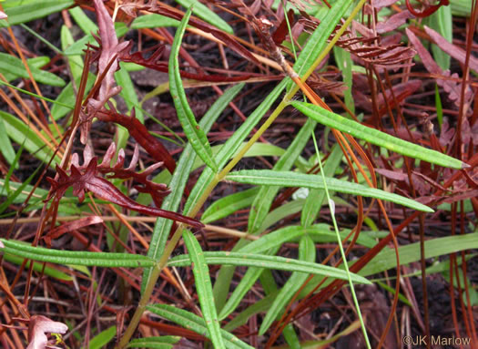 image of Helianthus angustifolius, Narrowleaf Sunflower, Swamp Sunflower