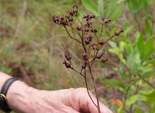 image of Rhexia alifanus, Smooth Meadowbeauty, Savanna Meadowbeauty