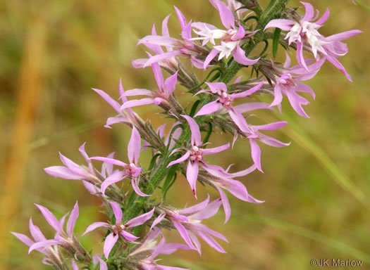 image of Liatris elegans var. elegans, Common Elegant Blazing-star