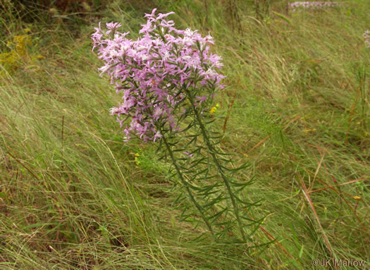 image of Liatris elegans var. elegans, Common Elegant Blazing-star