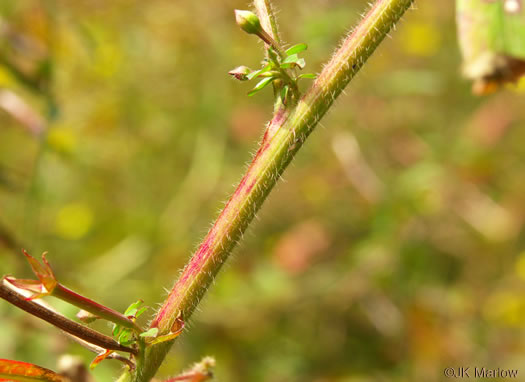 image of Ludwigia leptocarpa, Water-willow, Primrose Willow, Anglestem Primrose-willow