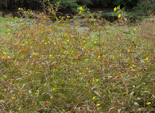 image of Ludwigia leptocarpa, Water-willow, Primrose Willow, Anglestem Primrose-willow