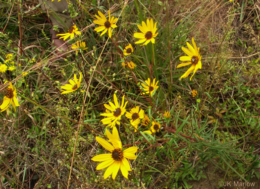 image of Helianthus angustifolius, Narrowleaf Sunflower, Swamp Sunflower