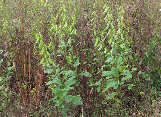 image of Crotalaria spectabilis, Showy Rattlebox