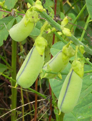 image of Crotalaria spectabilis, Showy Rattlebox