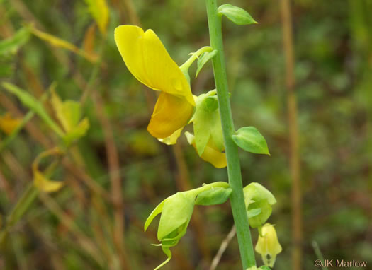 image of Crotalaria spectabilis, Showy Rattlebox