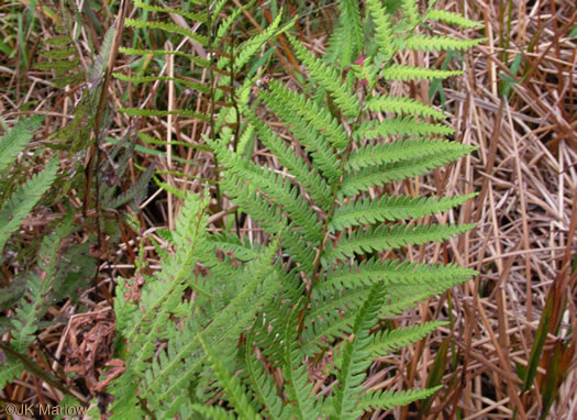 image of Anchistea virginica, Virginia Chain-fern