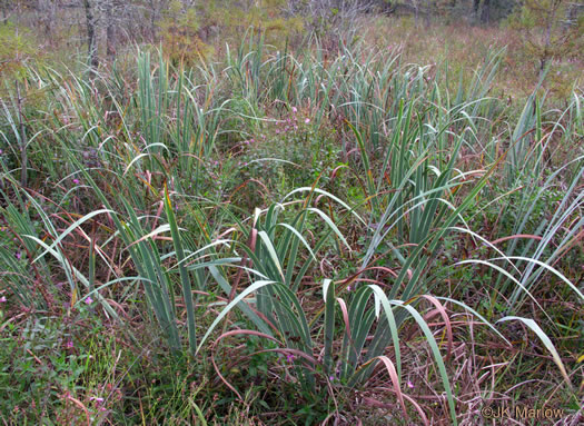 image of Iris virginica, Southern Blue Flag