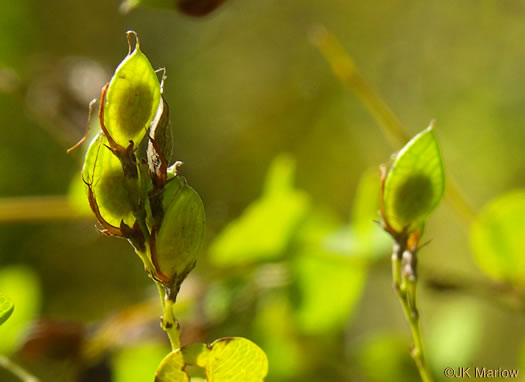 image of Lespedeza bicolor, Bicolor Lespedeza, Bicolor, Shrubby Lespedeza