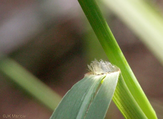 ligule