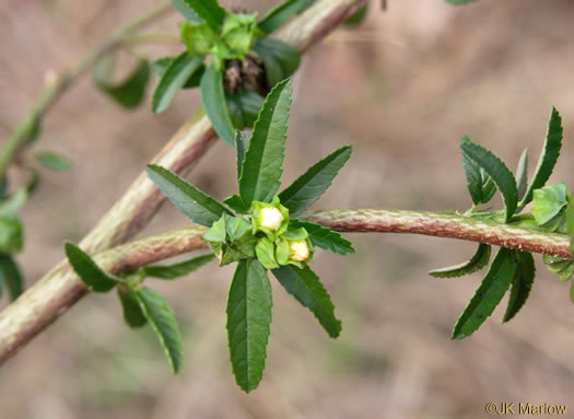 image of Sida spinosa, Prickly Fanpetals, Prickly Sida, Prickly Mallow, False-mallow