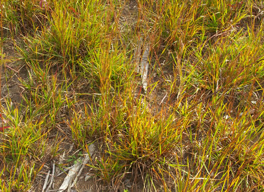 image of Schizachyrium scoparium var. scoparium, Common Little Bluestem