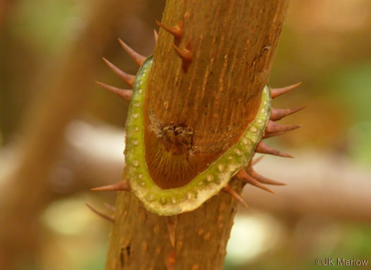 image of Aralia spinosa, Devil's Walkingstick, Hercules-club, Prickly Aralia, Prickly-ash