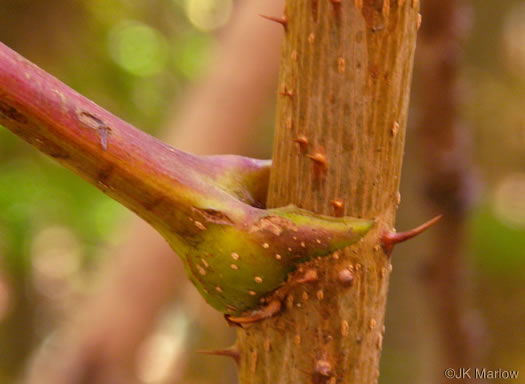 image of Aralia spinosa, Devil's Walkingstick, Hercules-club, Prickly Aralia, Prickly-ash