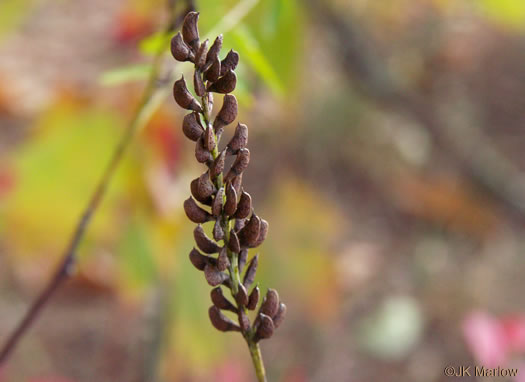 image of Amorpha fruticosa, False Indigo, Tall Indigo-bush, False Indigo-bush