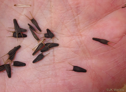 image of Bidens frondosa, Devil's Beggarticks, Annual Beggarticks