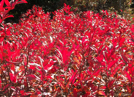 image of Itea virginica, Virginia Sweetspire, Virginia-willow