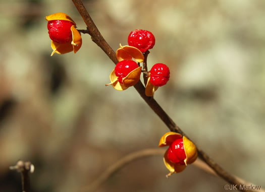 image of Celastrus orbiculatus, Oriental Bittersweet