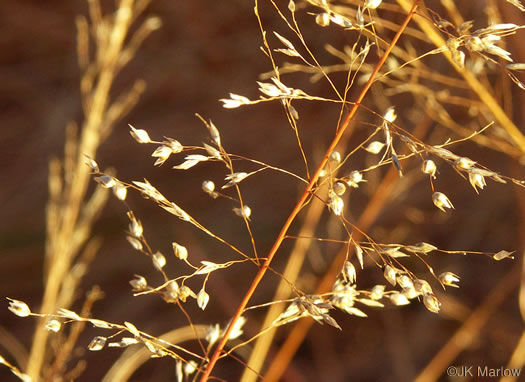 panicle