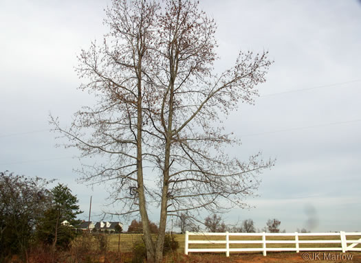 image of Liquidambar styraciflua, Sweetgum