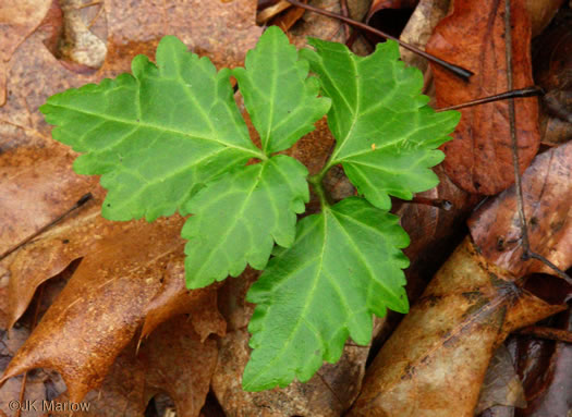 image of Cardamine angustata, Eastern Slender Toothwort