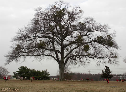 image of Quercus nigra, Water Oak, Paddle Oak