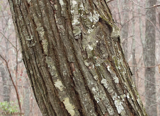 image of Castanea dentata, American Chestnut