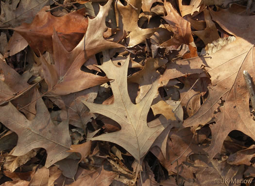 image of Quercus pagoda, Cherrybark Oak, Swamp Spanish Oak