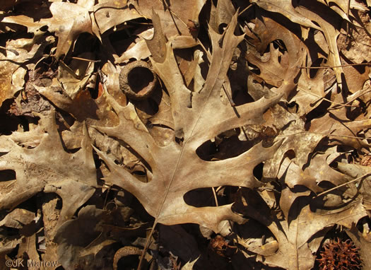 image of Quercus shumardii, Shumard Oak, Swamp Red Oak