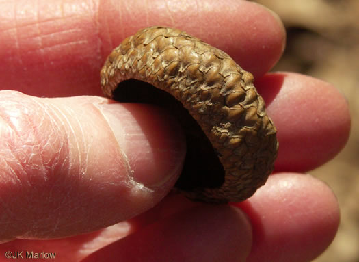 image of Quercus shumardii, Shumard Oak, Swamp Red Oak