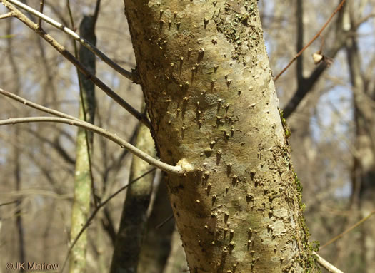 image of Celtis laevigata, Sugarberry, Southern Hackberry, Smooth Hackberry, Lowland Hackberry