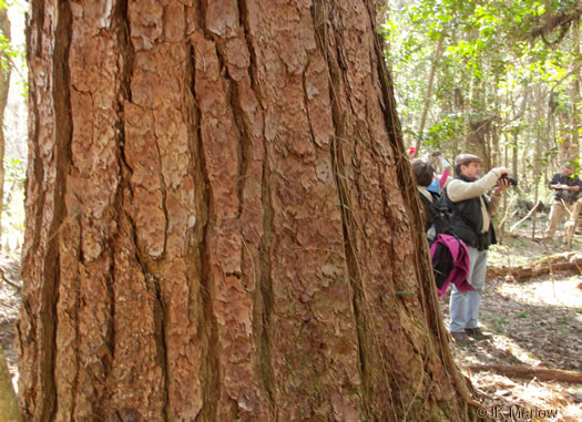 image of Pinus taeda, Loblolly Pine, Old Field Pine