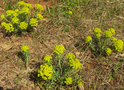 image of Euphorbia cyparissias, Cypress Spurge, Graveyard Spurge