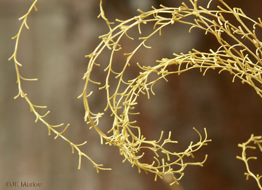 image of Miscanthus sinensis, Chinese Silvergrass, Eulalia