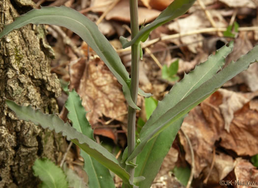 image of Borodinia laevigata, Common Smooth Rockcress