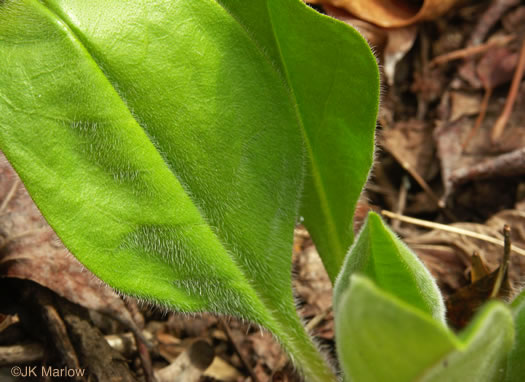 image of Andersonglossum virginianum, Southern Wild Comfrey, Southern Hound’s-tongue